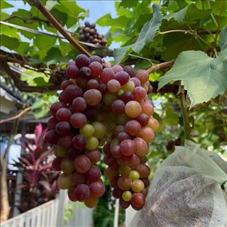 Tuyển dụng nhân sự làm nông tại Shepparton 